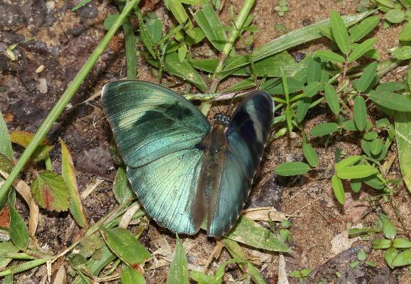 Euphaedra villiersi male UPS